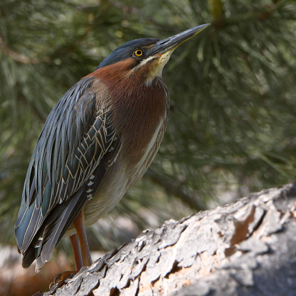 GreenHeron2.jpg