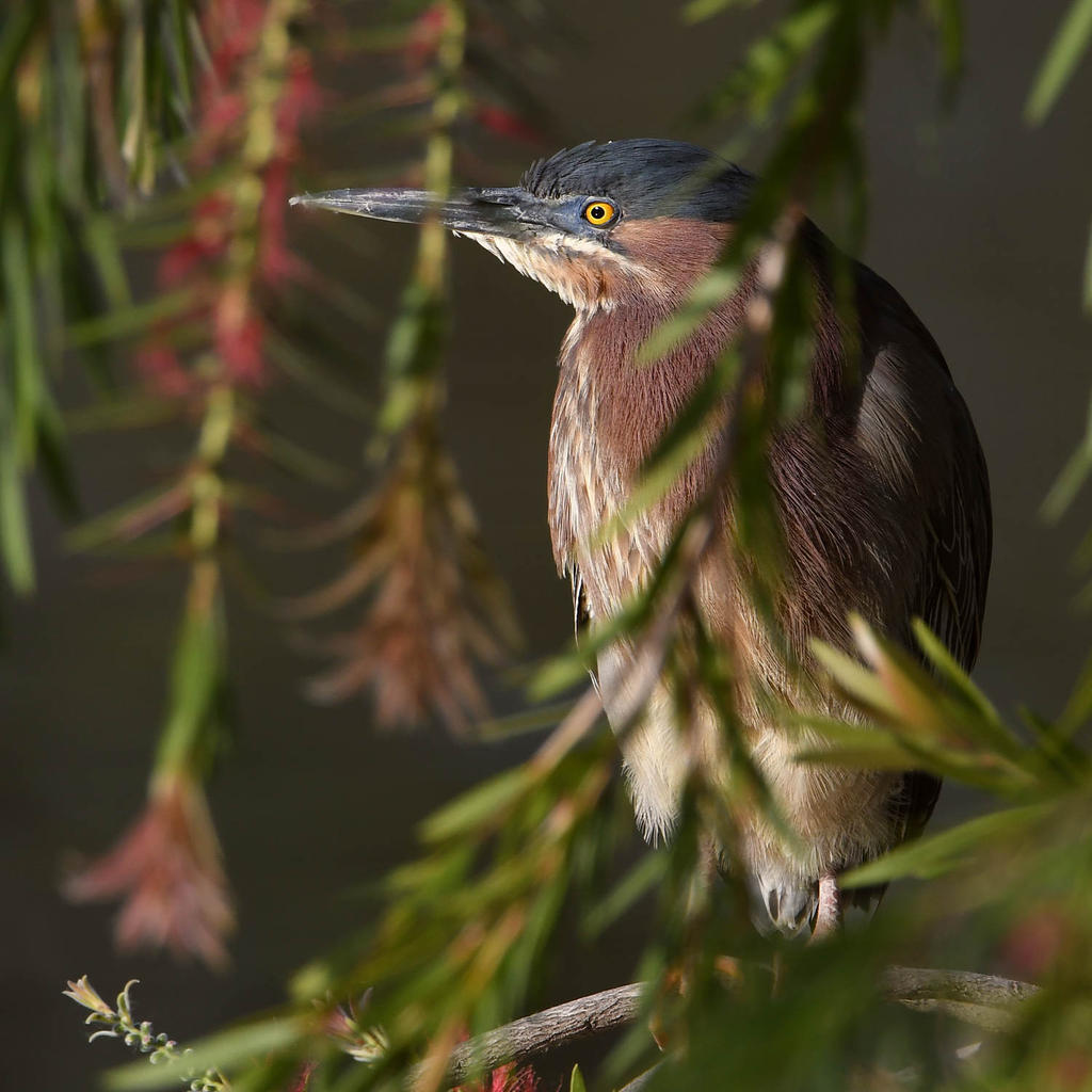 GreenHeron2.jpg