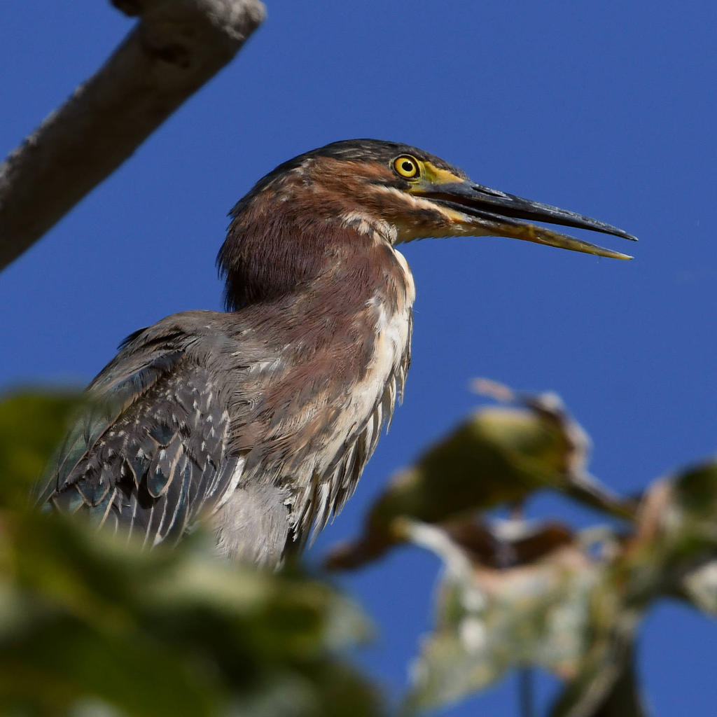 GreenHeron2.jpg