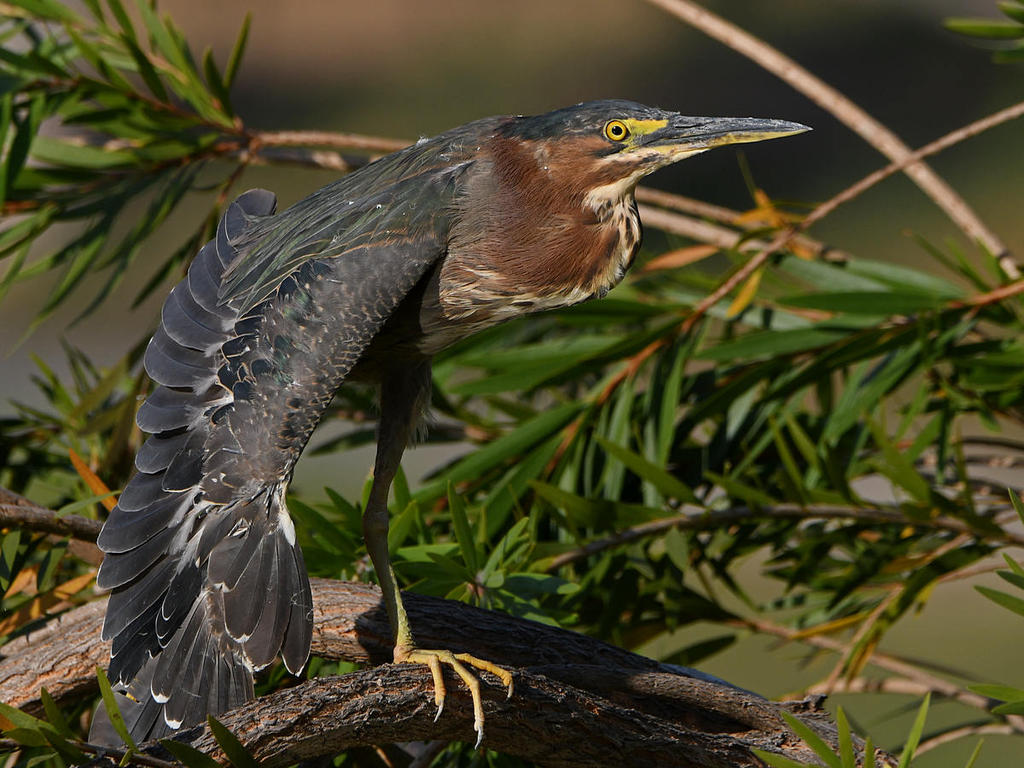 GreenHeron2.jpg