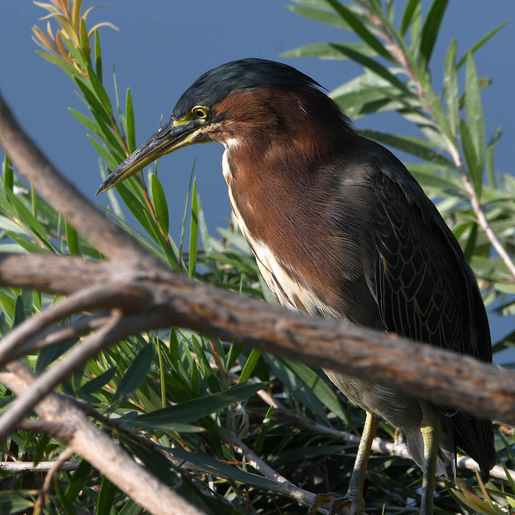 GreenHeron2.jpg