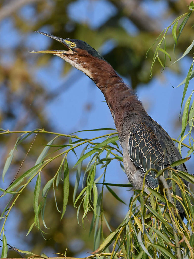 GreenHeron2.jpg
