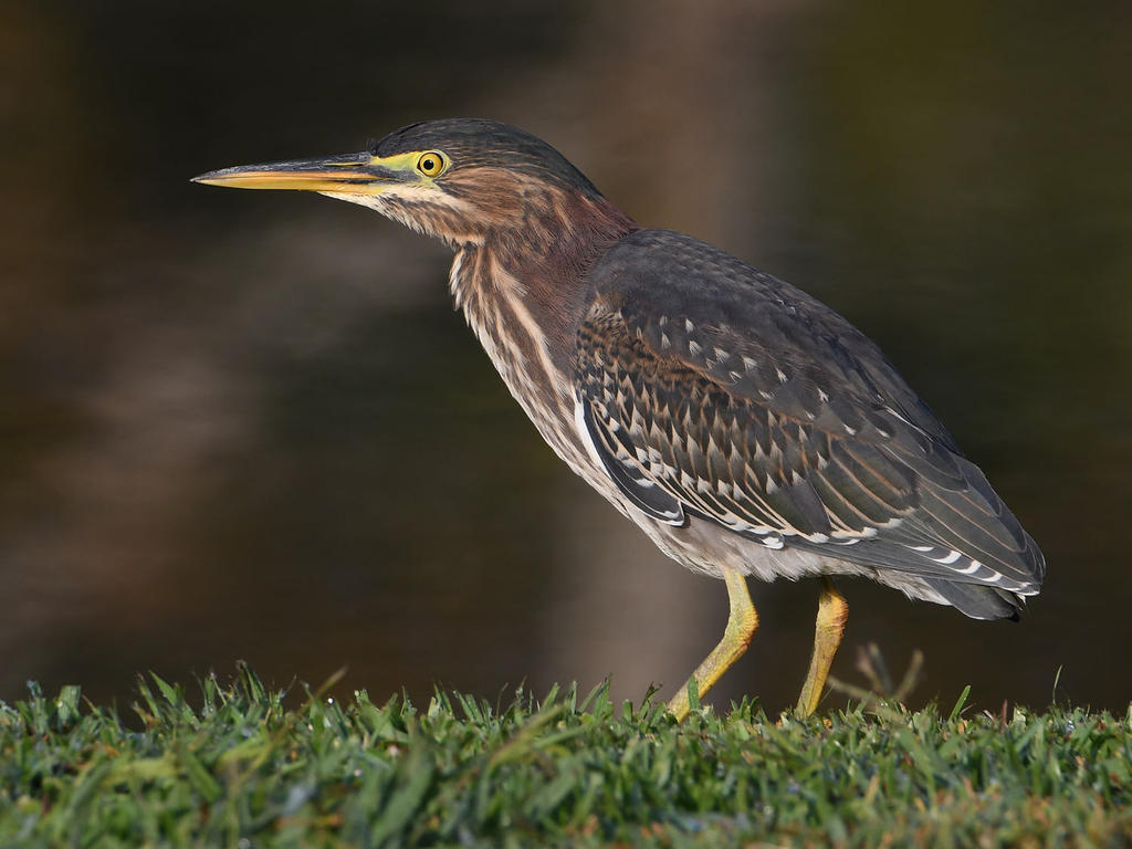 GreenHeron2.jpg