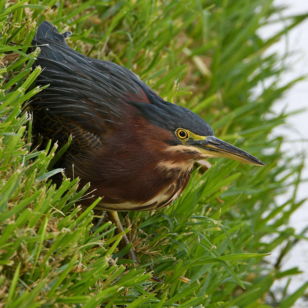 GreenHeron2.jpg