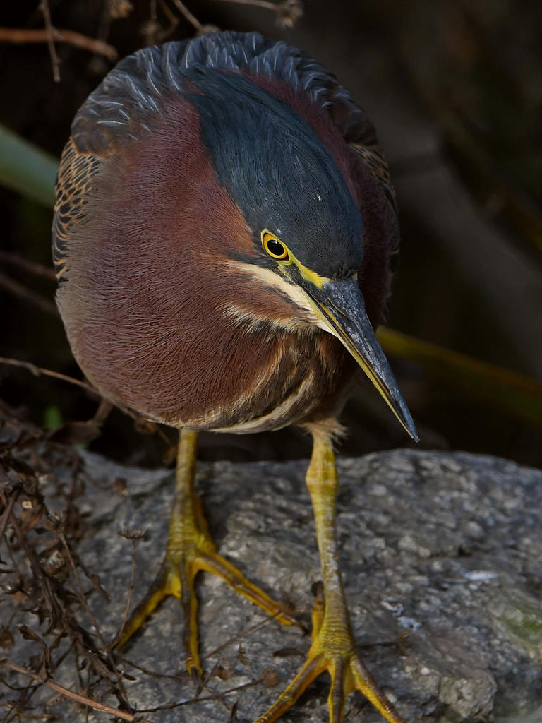 GreenHeron2.jpg