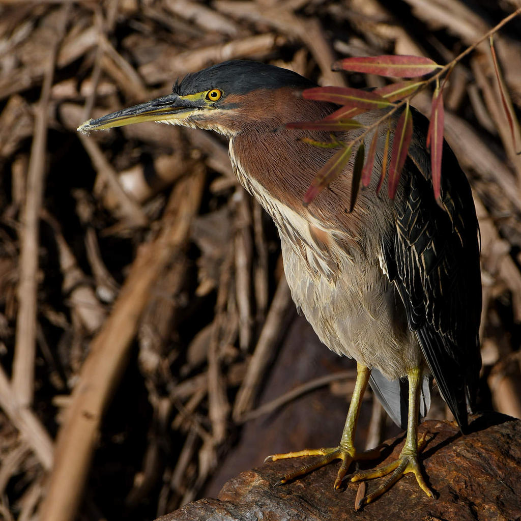 GreenHeron2.jpg