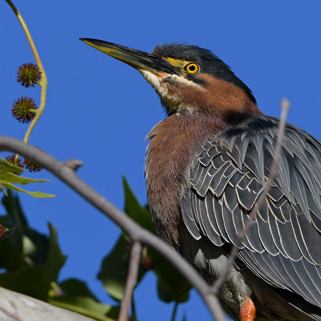 GreenHeron2.jpg