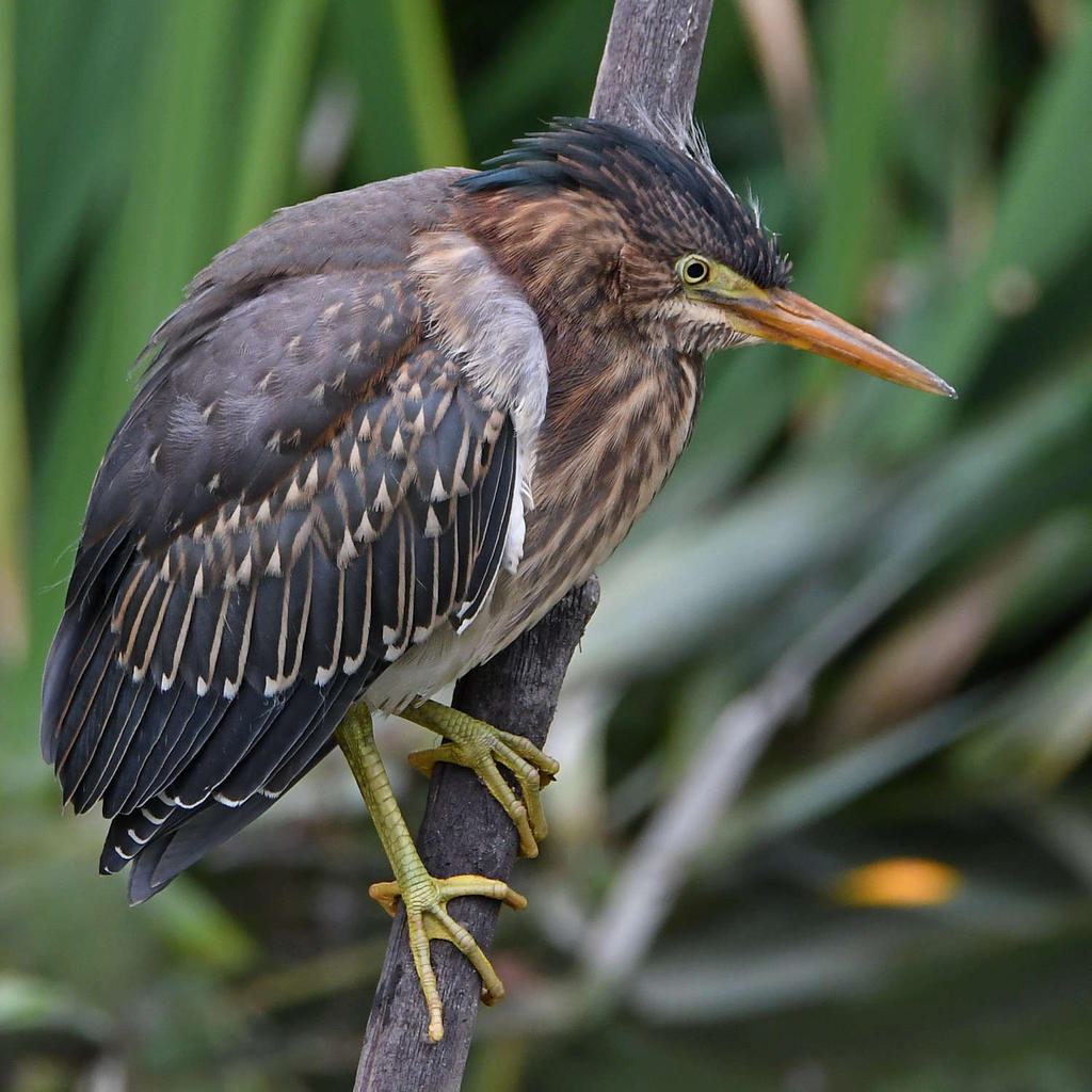 GreenHeron2.jpg