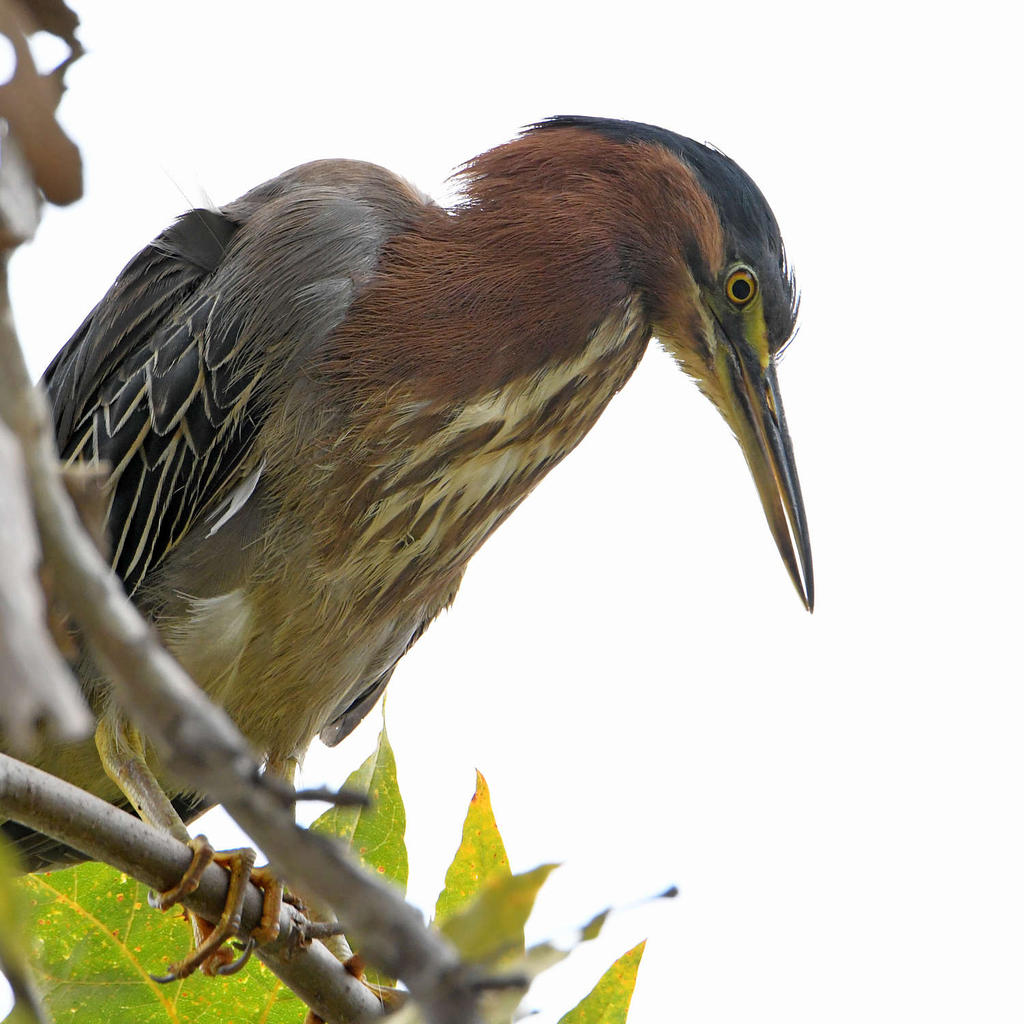 GreenHeron2.jpg