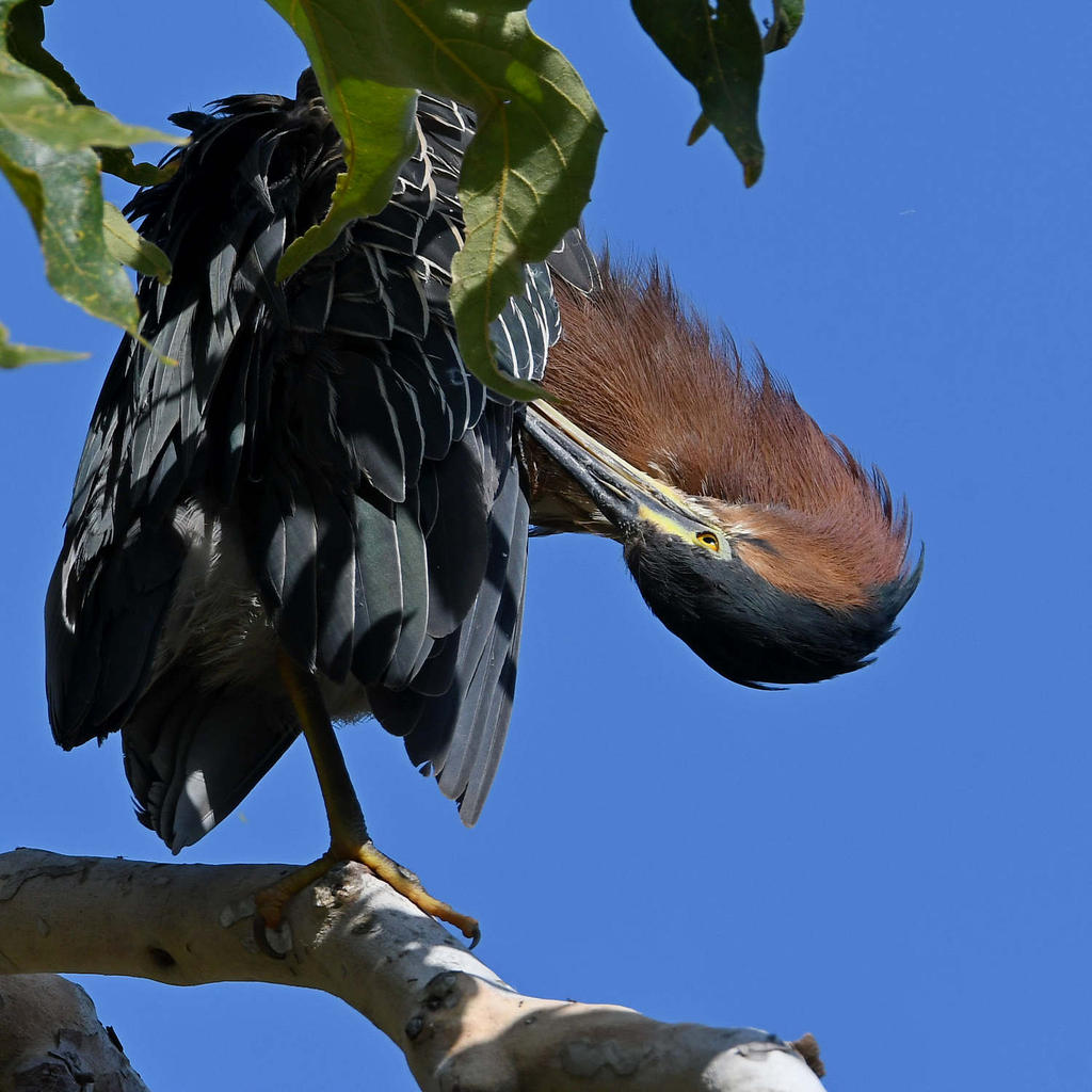 GreenHeron2.jpg