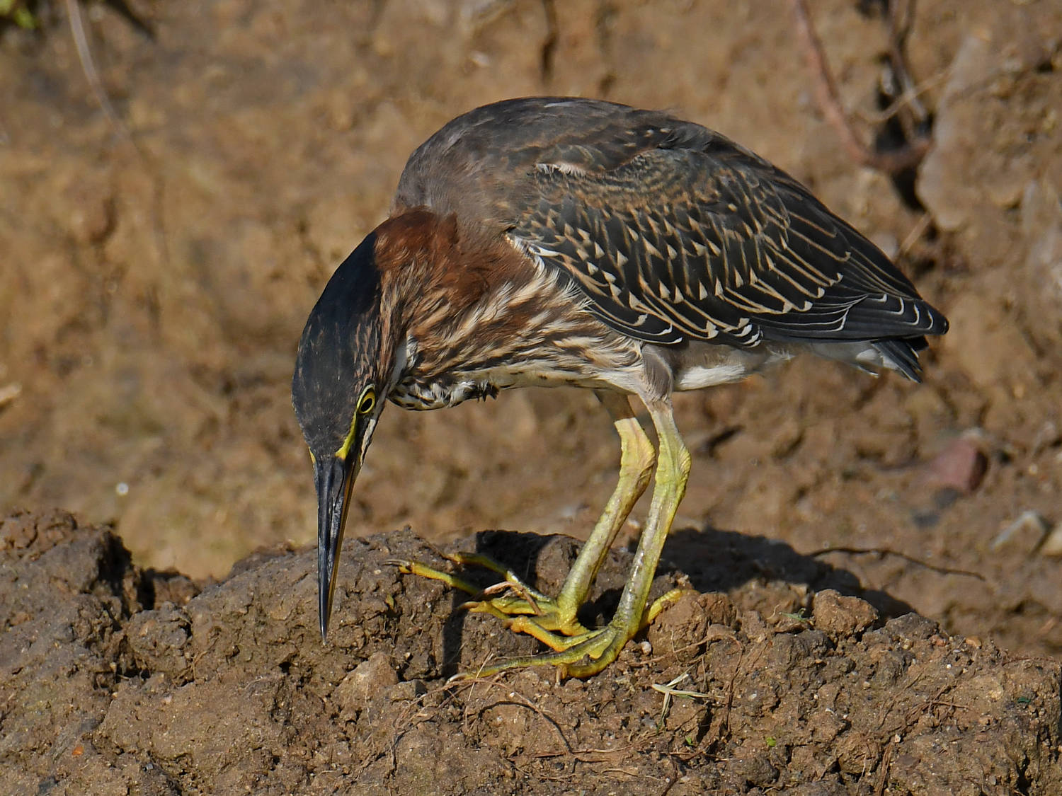 GreenHeron2.jpg