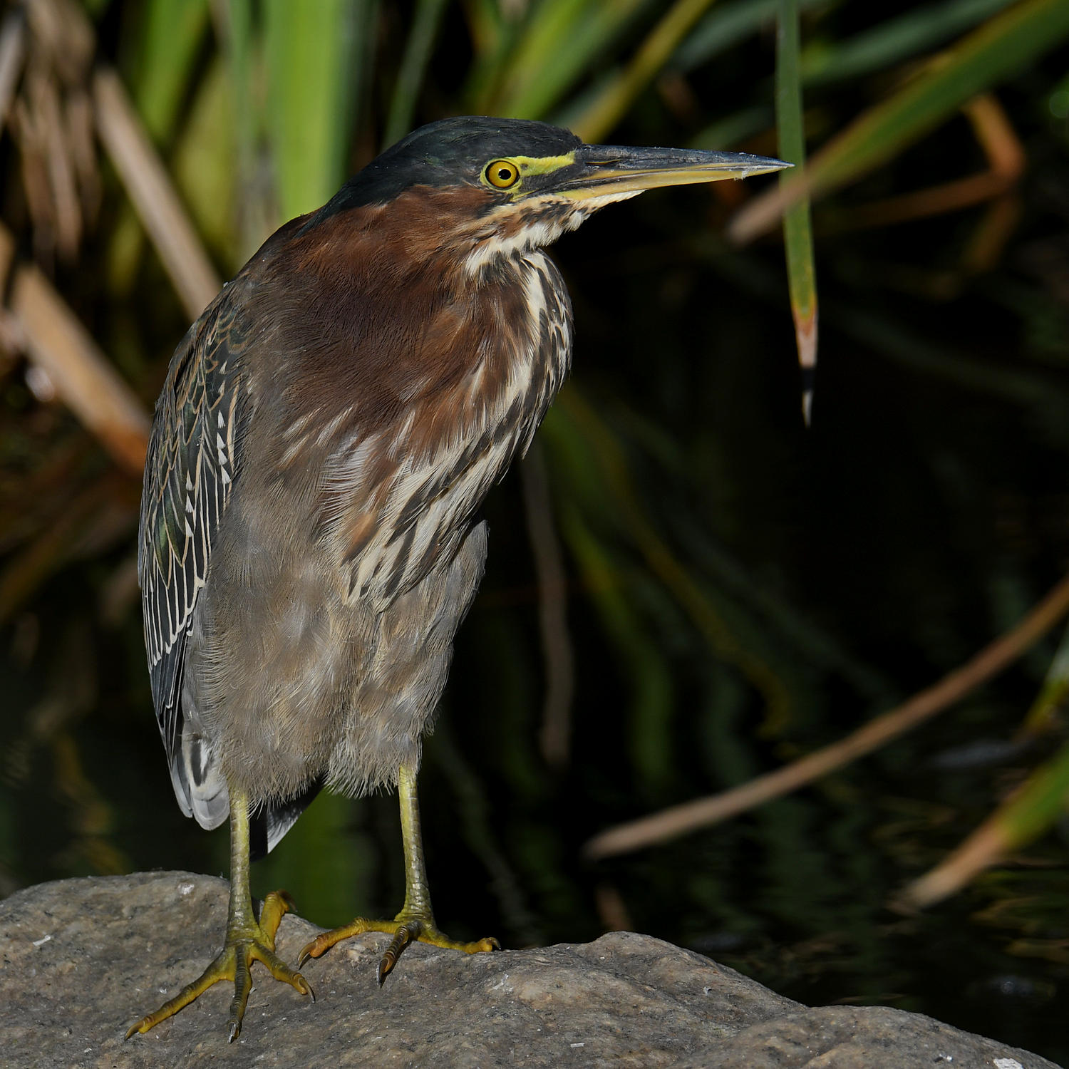 GreenHeron2.jpg