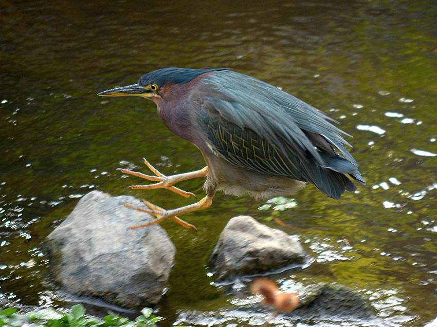 GreenHeron2.jpg