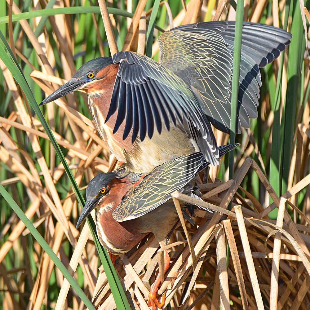 GreenHeron20.jpg