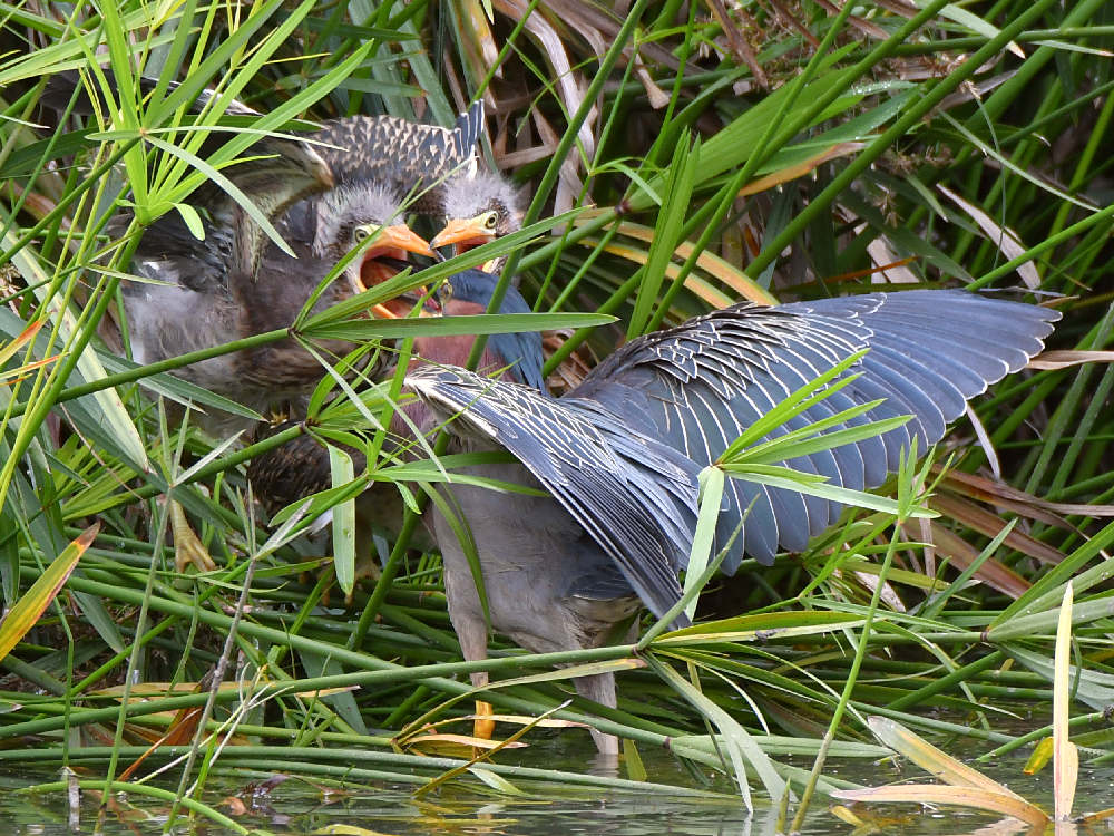 GreenHeron20.jpg