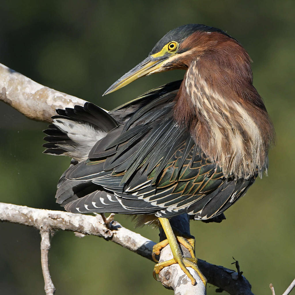 GreenHeron20.jpg