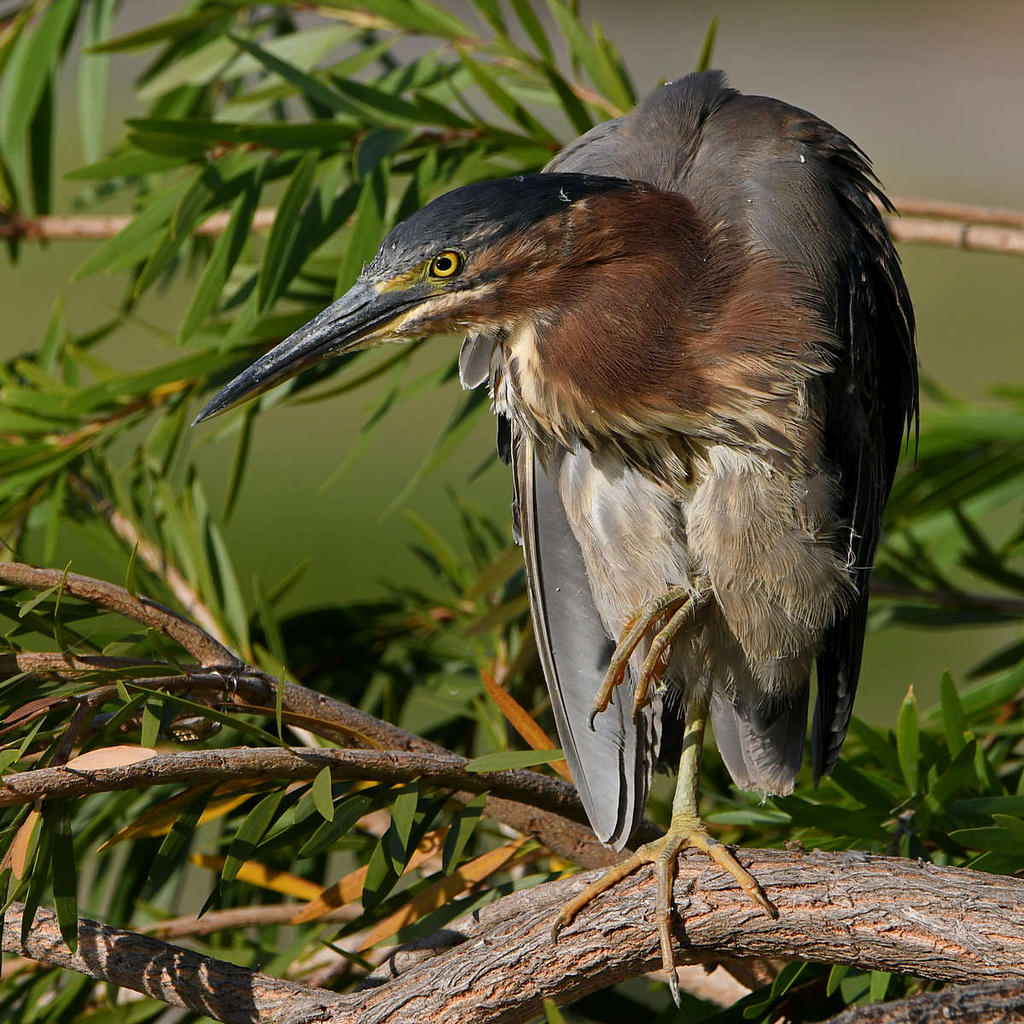 GreenHeron20.jpg