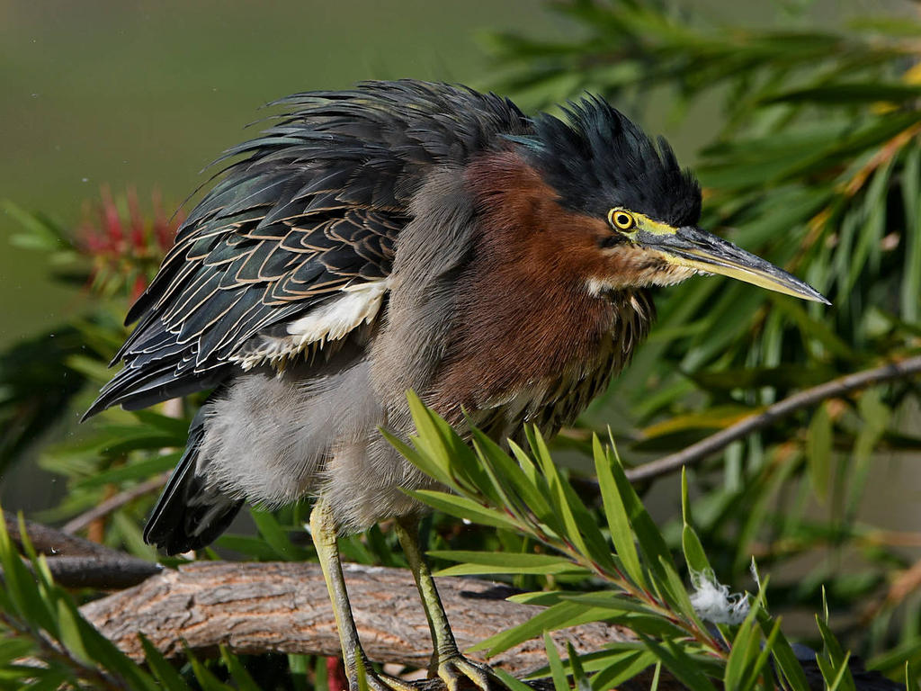 GreenHeron20.jpg
