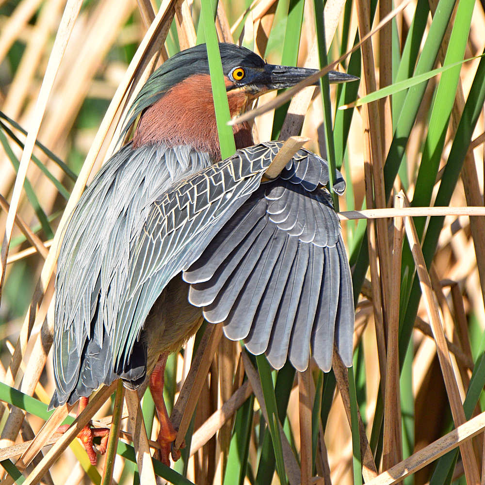 GreenHeron21.jpg