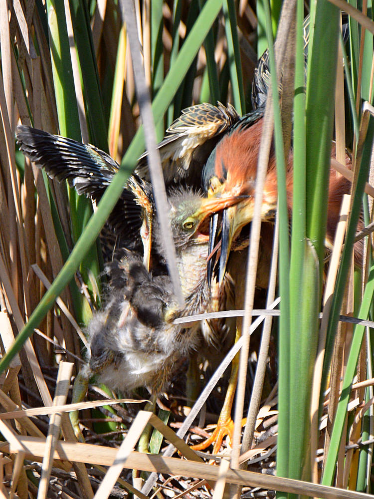 GreenHeron21.jpg