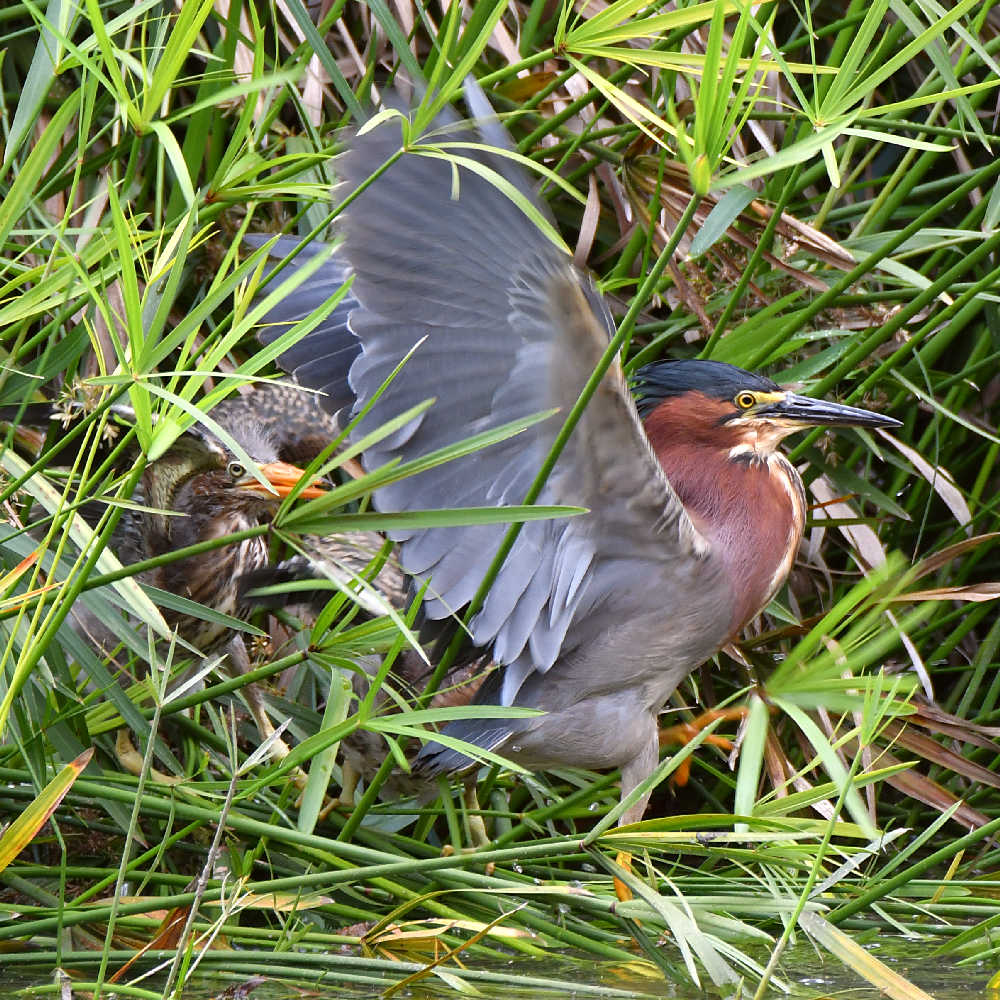 GreenHeron21.jpg