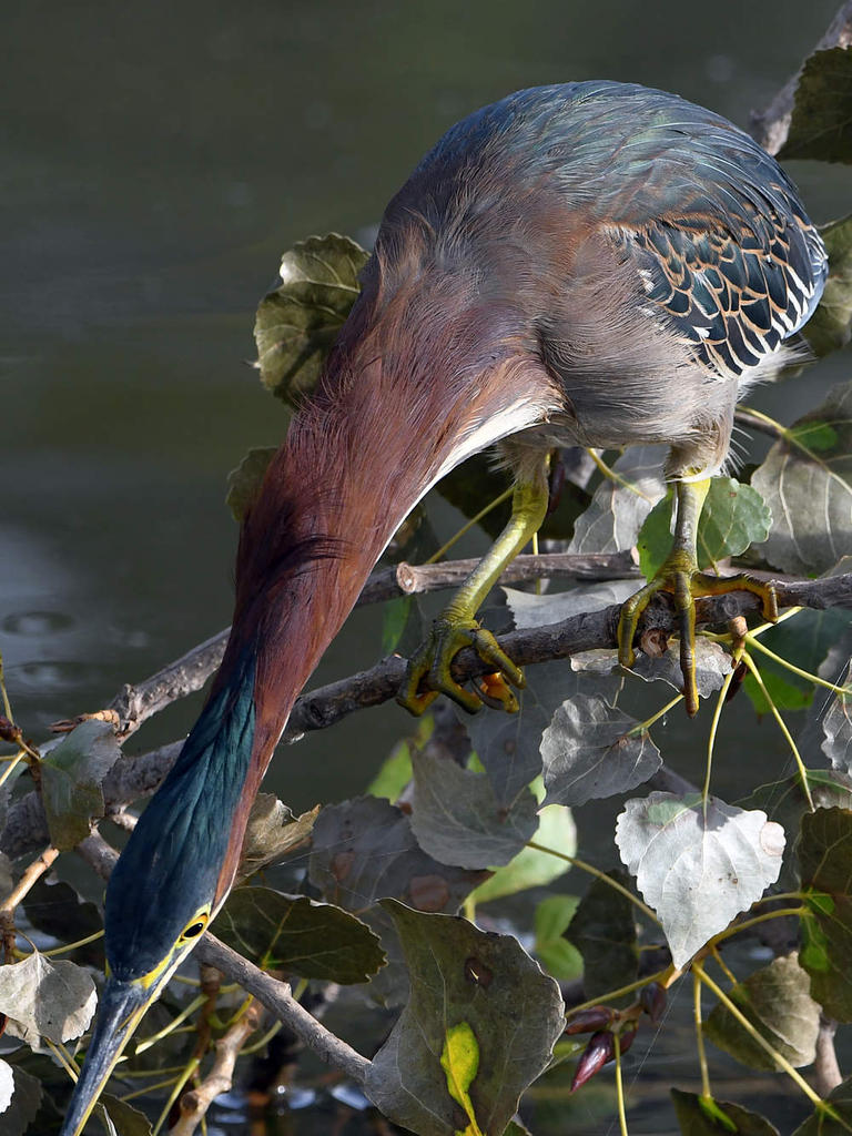 GreenHeron21.jpg