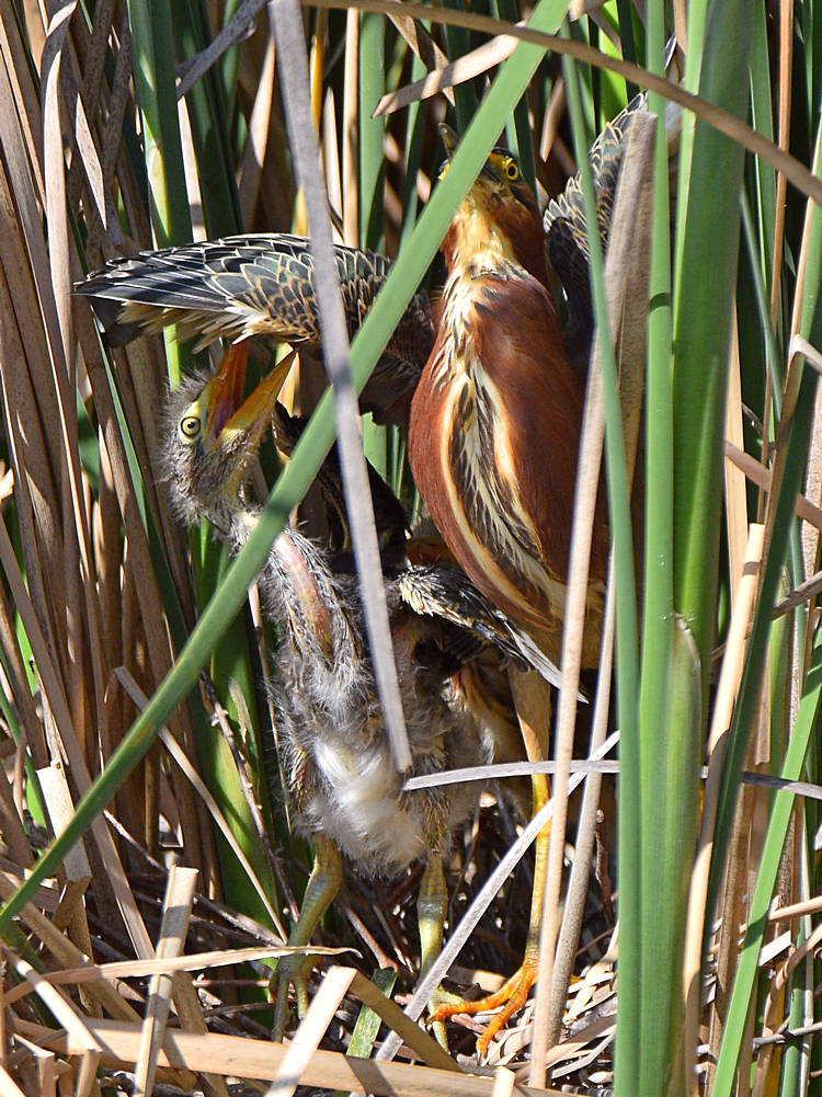 GreenHeron22.jpg