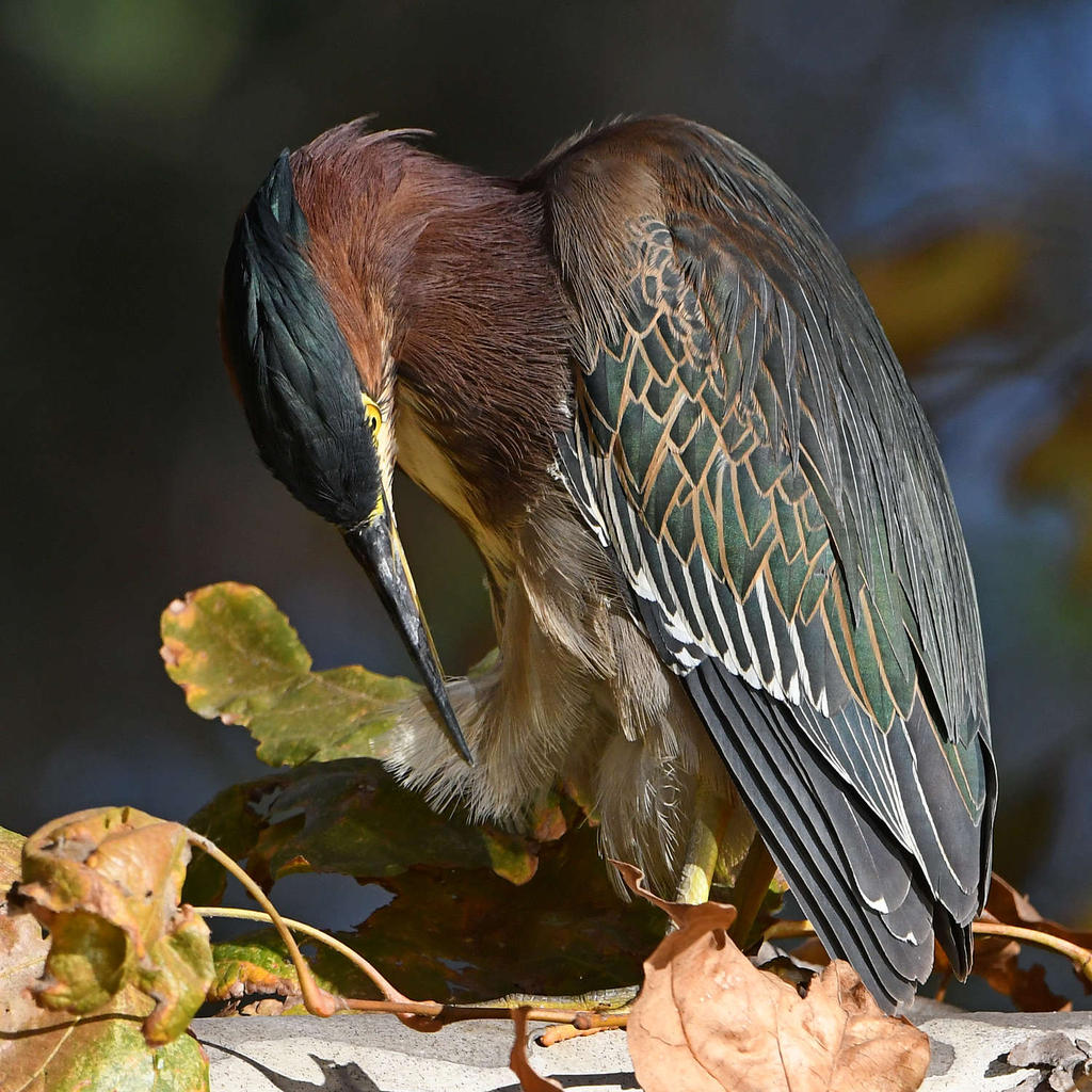 GreenHeron22.jpg
