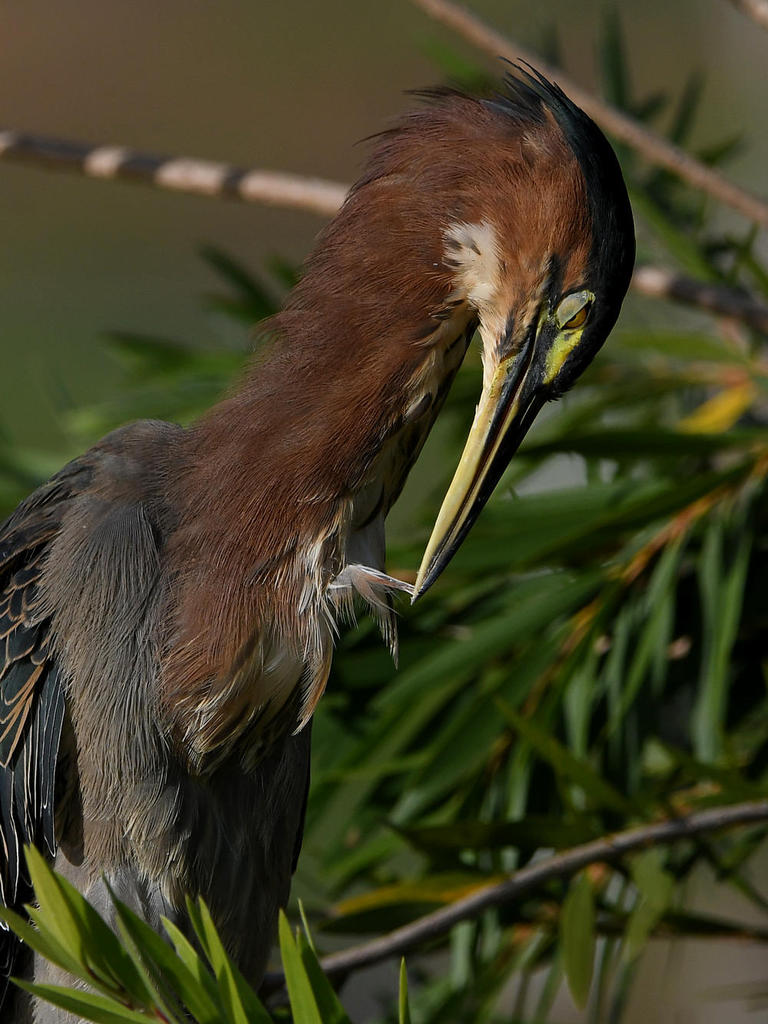 GreenHeron22.jpg