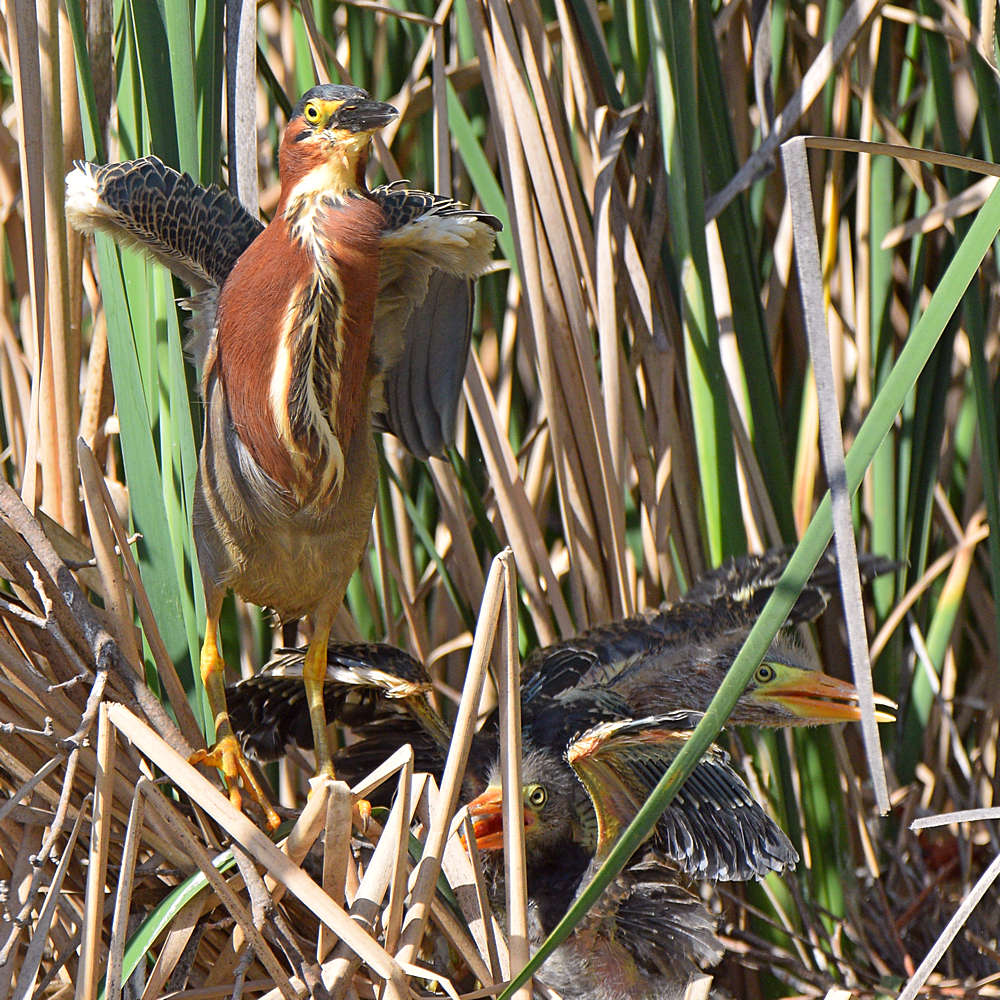 GreenHeron23.jpg