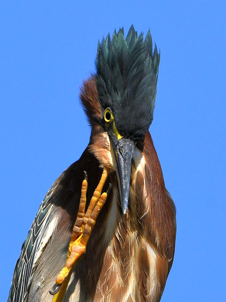 GreenHeron23.jpg