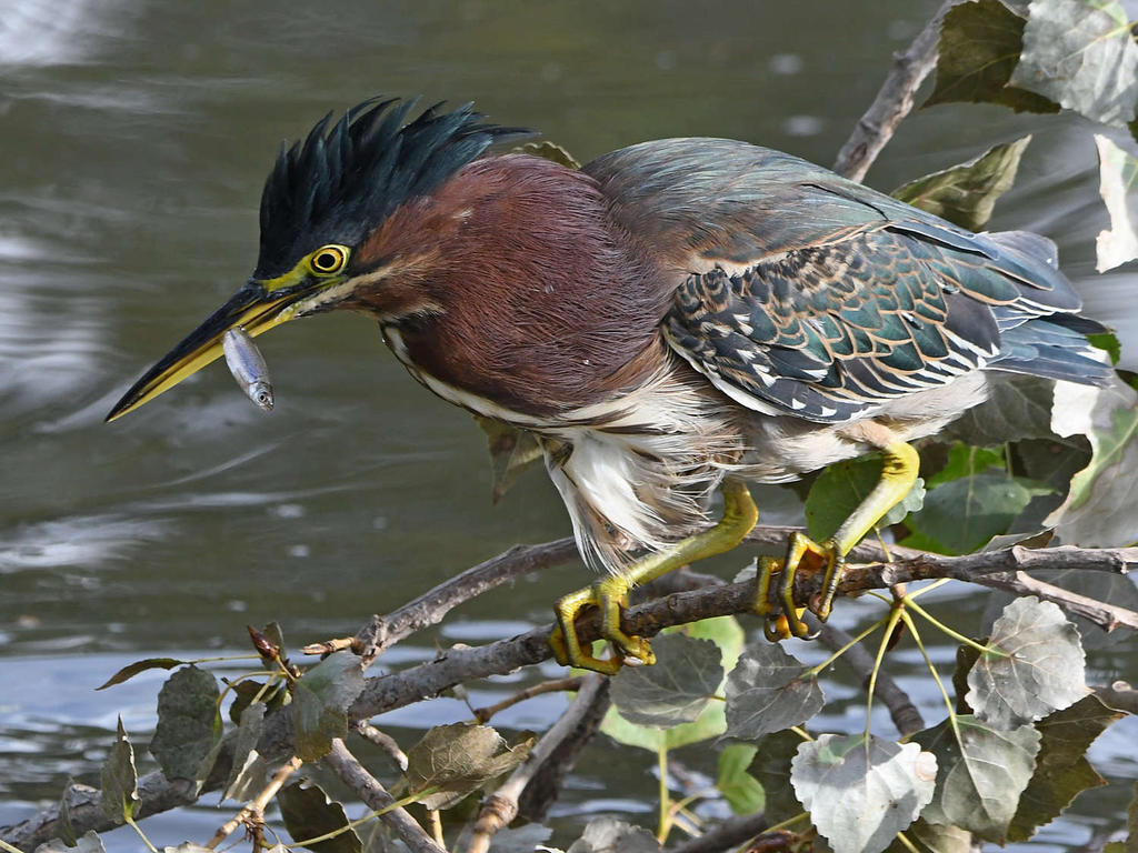 GreenHeron23.jpg