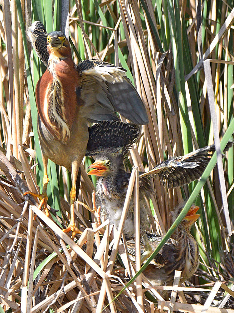 GreenHeron24.jpg