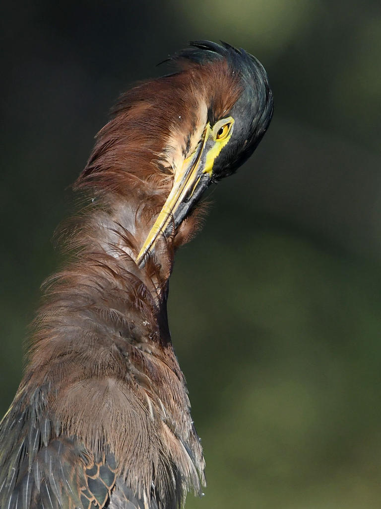 GreenHeron24.jpg