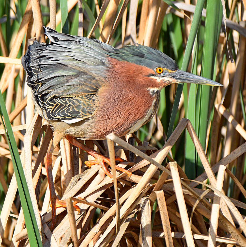 GreenHeron25.jpg
