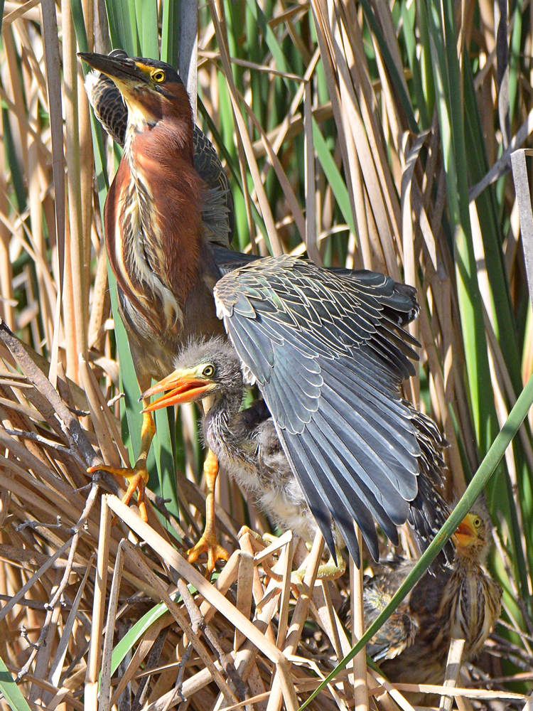 GreenHeron25.jpg