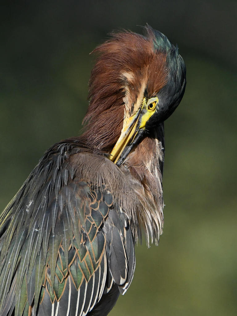 GreenHeron25.jpg
