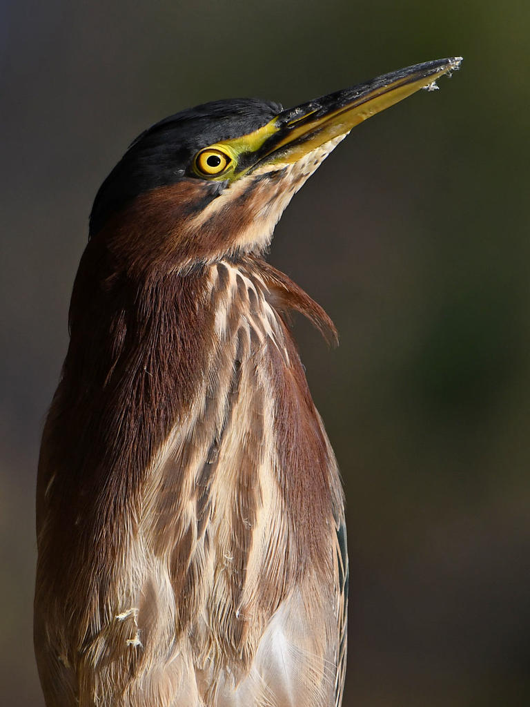 GreenHeron25.jpg