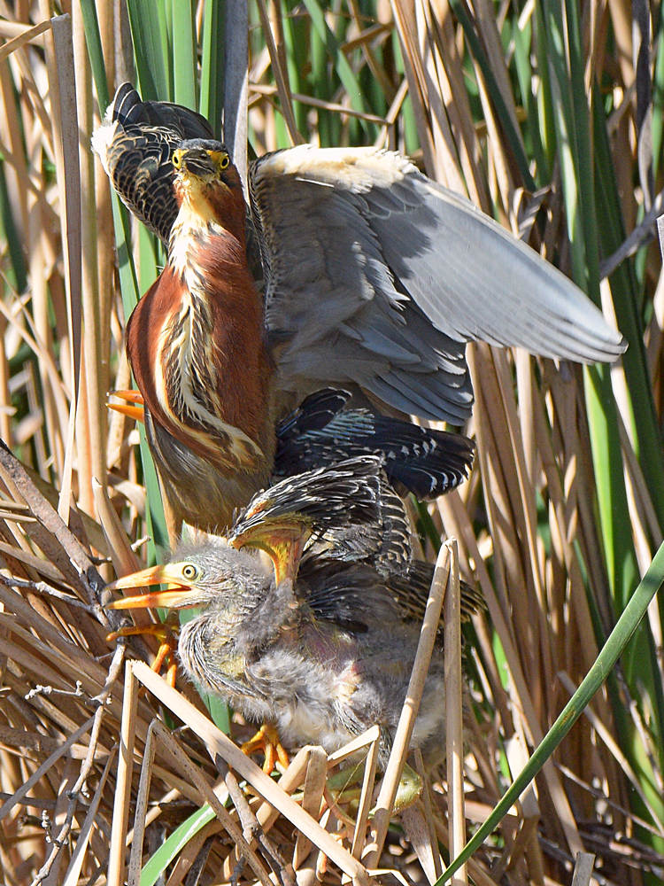 GreenHeron26.jpg