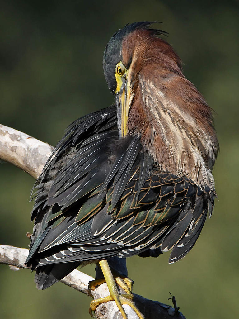 GreenHeron26.jpg