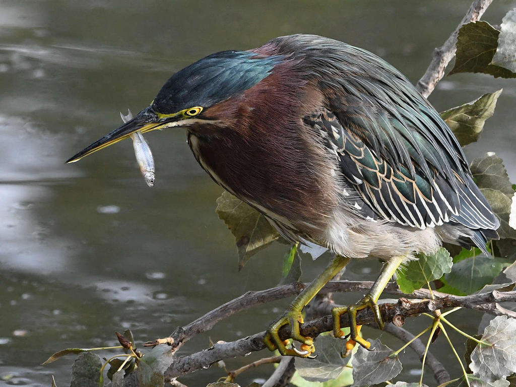 GreenHeron28.jpg