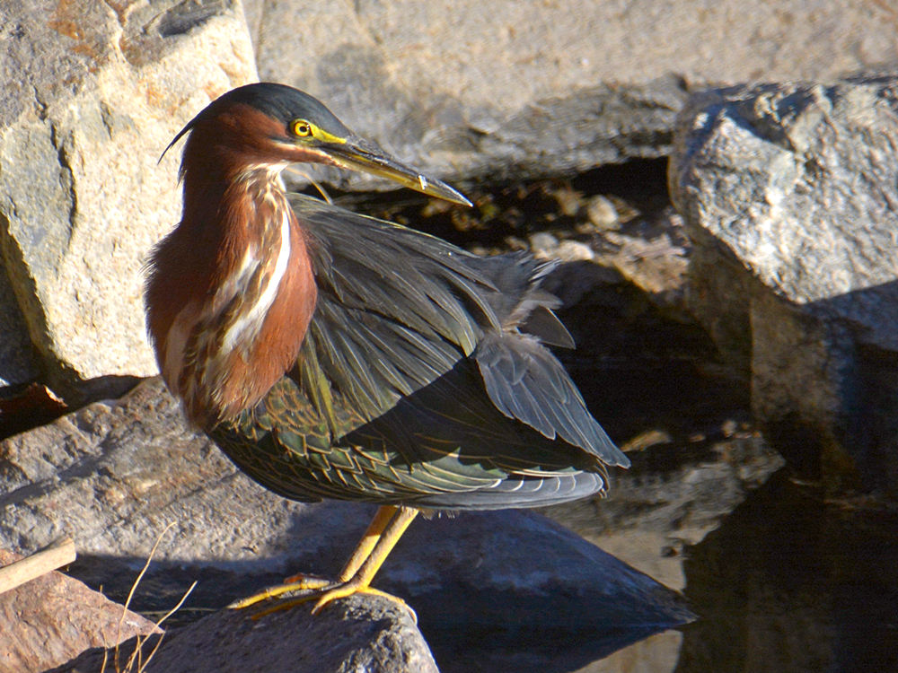 GreenHeron3.jpg