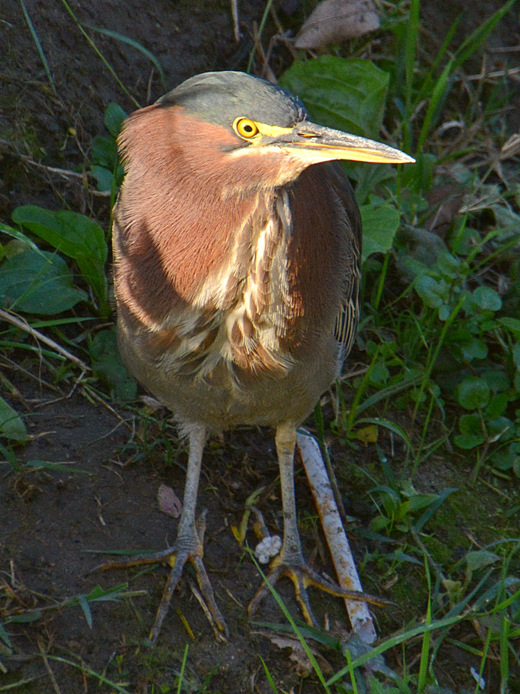 GreenHeron3.jpg