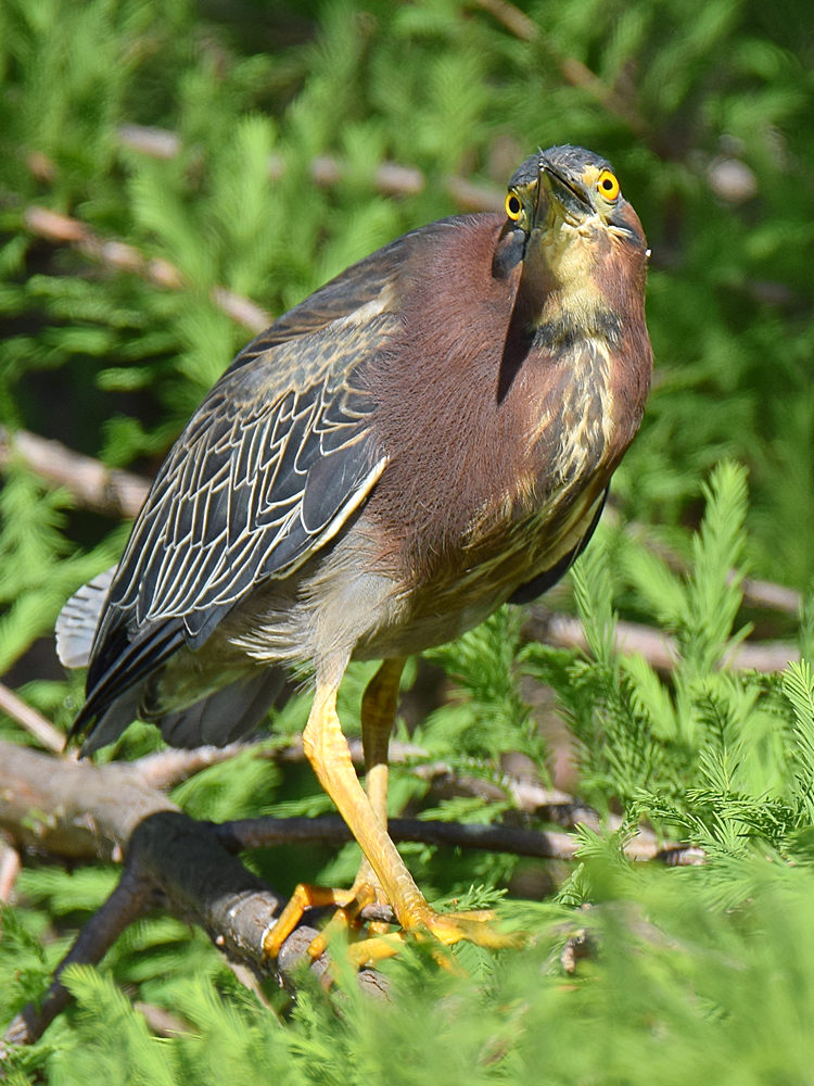 GreenHeron3.jpg