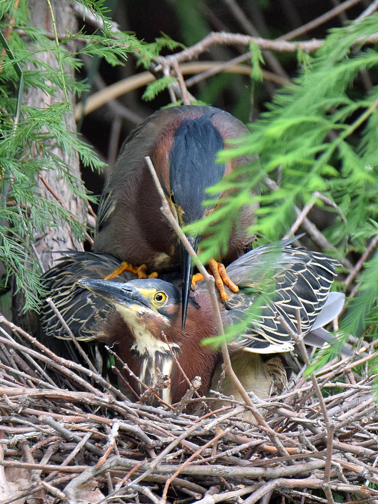 GreenHeron3.jpg
