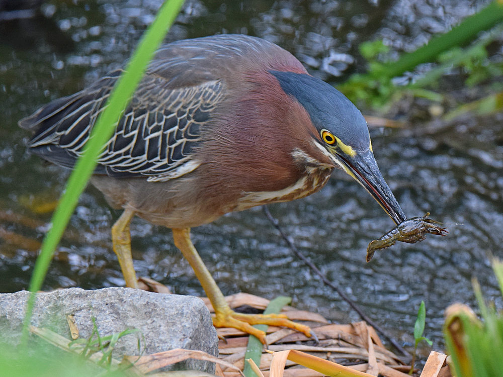 GreenHeron3.jpg