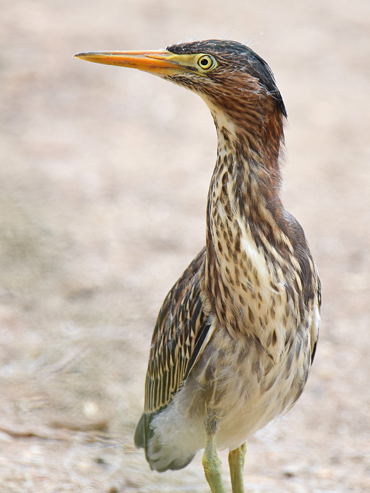 GreenHeron3.jpg