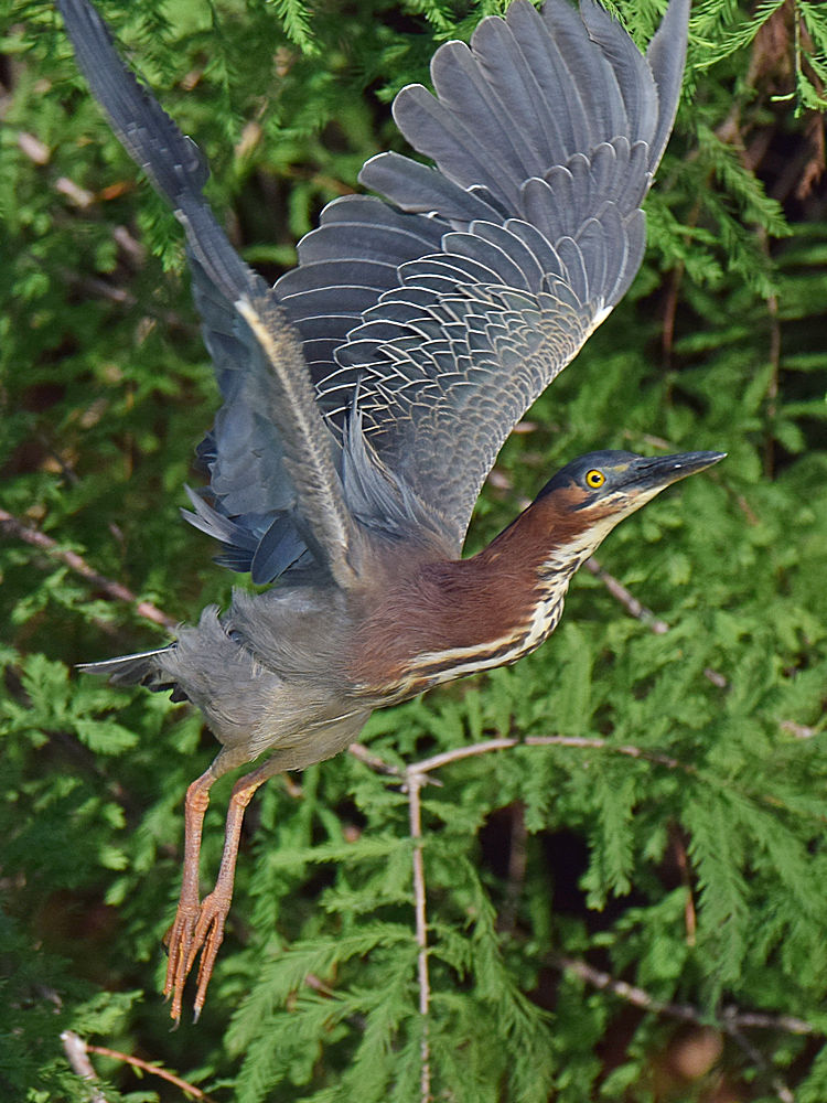 GreenHeron3.jpg