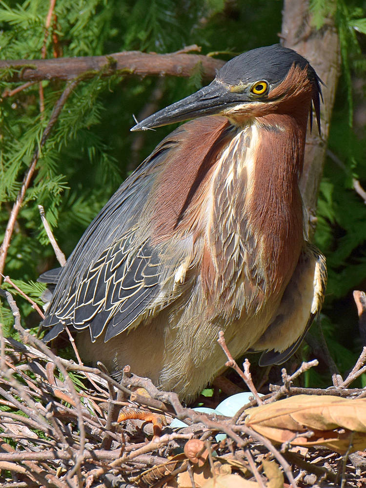 GreenHeron3.jpg