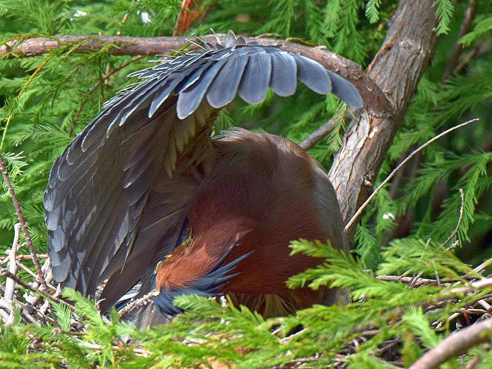 GreenHeron3.jpg